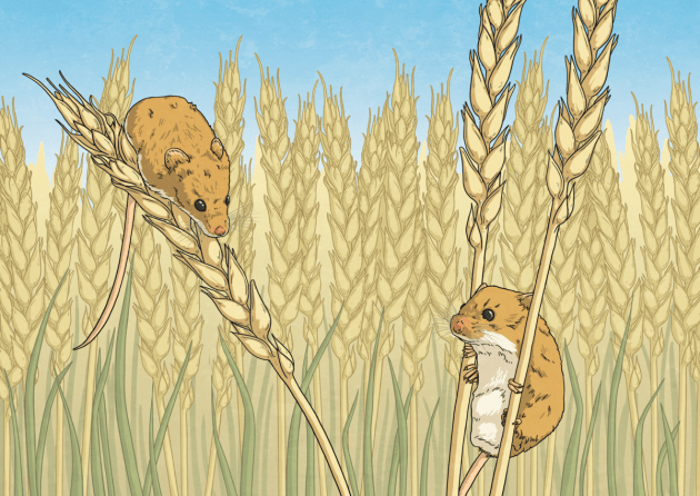 National Harvest Mouse Survey Success Twinkl NewsRoom