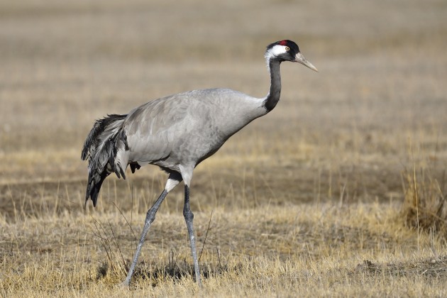 Crane Spotting - Twinkl Newsroom - Twinkl