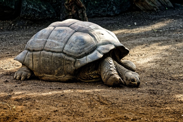 'Extinct' Giant Tortoise Discovered - Twinkl NewsRoom