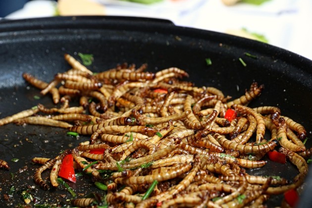 Scientists Use Insects to Create ‘Meat-Like’ Flavouring - Twinkl NewsRoom