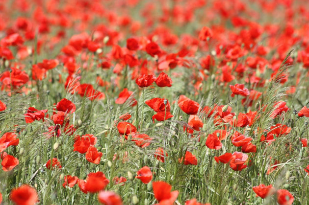 100 Years of the Poppy Appeal - Twinkl NewsRoom - Twinkl