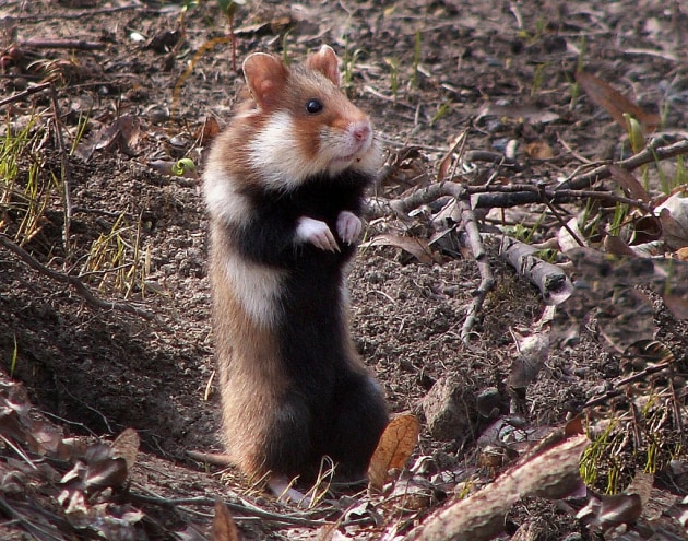 Hamster - Animal Facts for Kids - Characteristics & Pictures