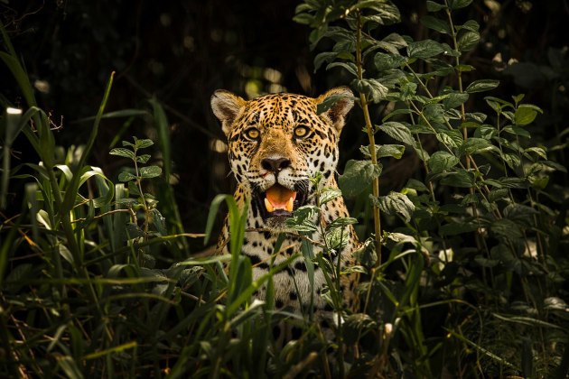 What is a jaguar? - Answered - Twinkl Teaching Wiki - Twinkl