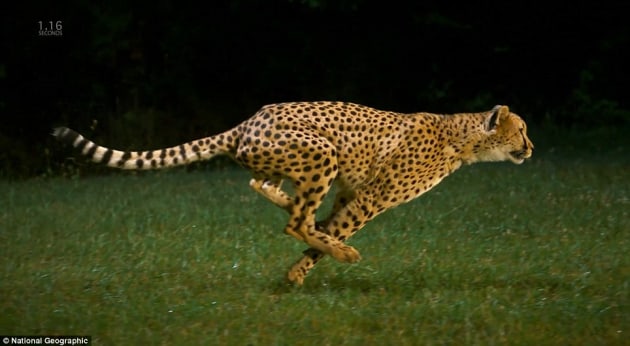 17 Incredible Cheetah Facts for Kids