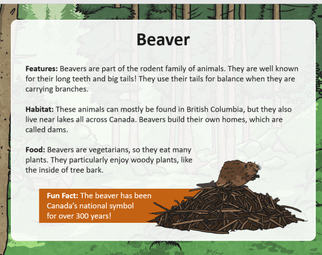 What Is A Beaver? – Beaver Facts For Kids – Twinkl