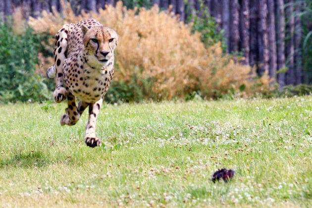 17 Incredible Cheetah Facts for Kids | Twinkl Wiki - Twinkl