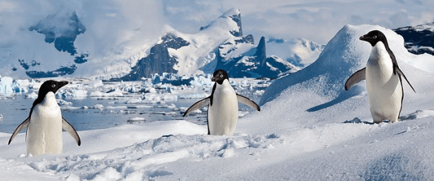 penguins prey and predators