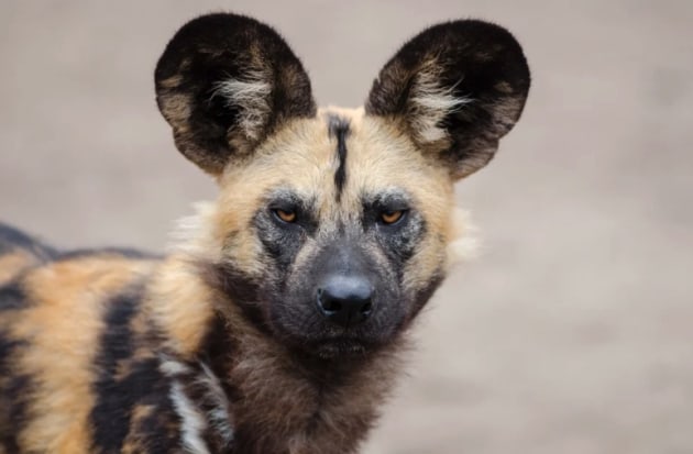 What is an African wild dog? - Answered - Twinkl Teaching Wiki