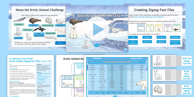 What are Arctic Animals?  Cold Climate Animals - Twinkl