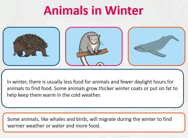 Winter Facts for Kids, Teaching Wiki
