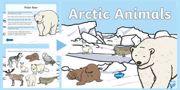 arctic ocean animals and plants