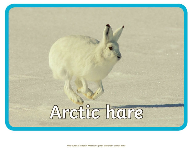 What are Arctic Animals? | Cold Climate Animals - Twinkl