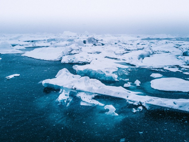 arctic ocean animals and plants