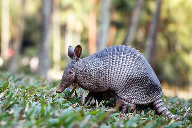 What is an Armadillo? - Answered - Twinkl Teaching Wiki