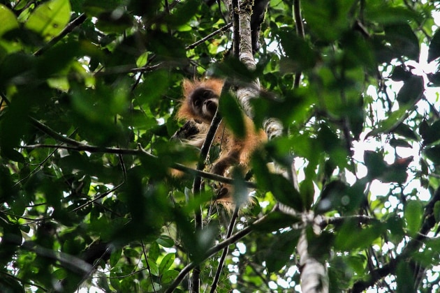 What is an Orangutan? | Twinkl Teaching Wiki - Twinkl