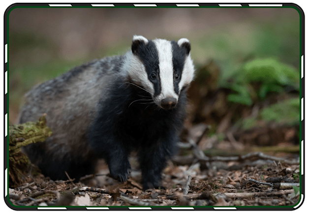 What Is A Badger Facts For Kids Twinkl