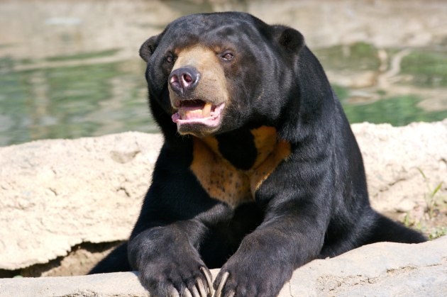 BEAR definition in American English