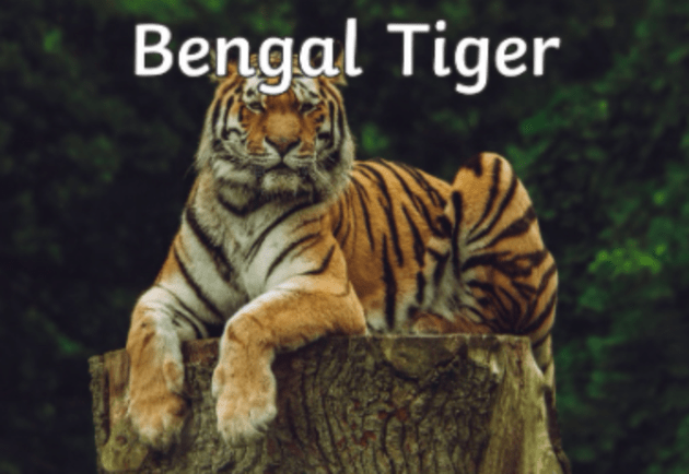 Bengal Tiger Facts: Lesson for Kids