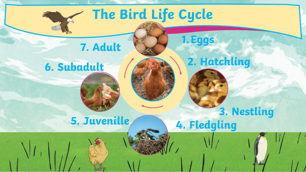The Life Cycle of a Bird