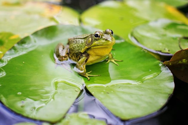 วัฏจักรชีวิตของกบ (Frog Life Cycle) - วงจรชีวิตกบมีกี่ระยะ