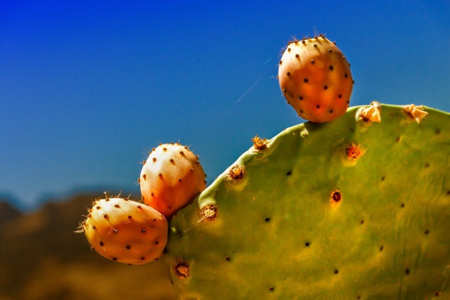 10 Plants That Live In The Desert | Pictures and Names