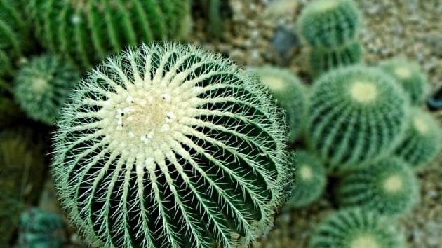 desert biome plants
