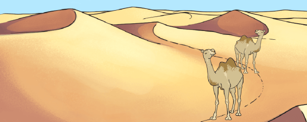 Camel Shopper – KWONN