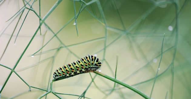 What Is A Caterpillar Teaching Wiki And Resources