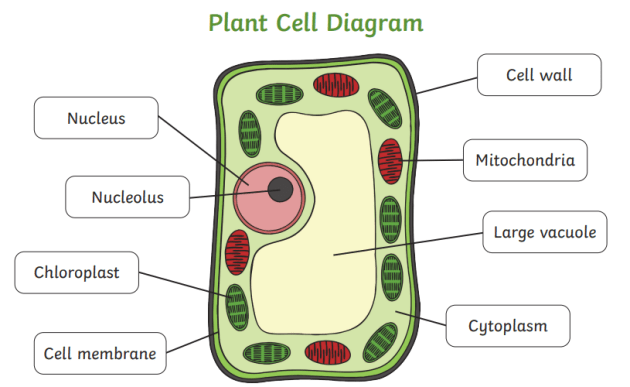 Cell wall outlet images