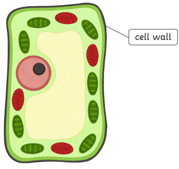 cell membrane in a plant cell