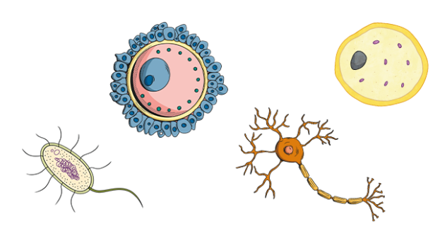 What is a cell wall?  Twinkl Teaching Wiki - Twinkl