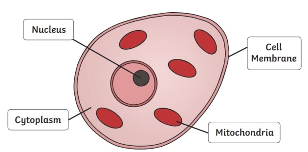 What is an Animal Cell? - Twinkl