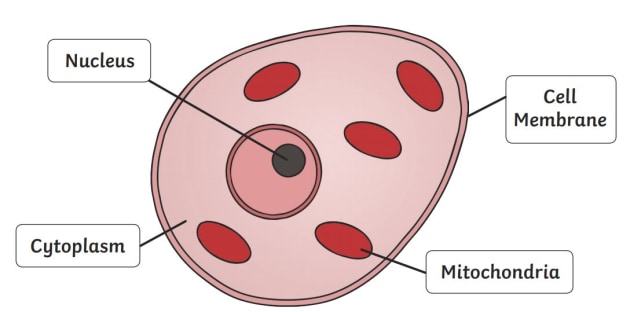 What is an Animal Cell? - Answered - Twinkl teaching Wiki