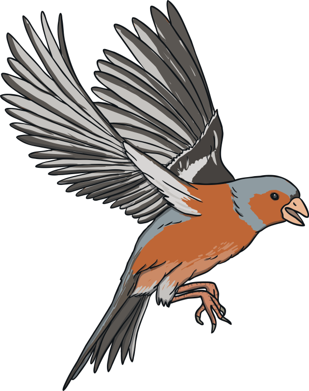 chafinch-flying-flight-bird-animal-ks1_ver_1.png