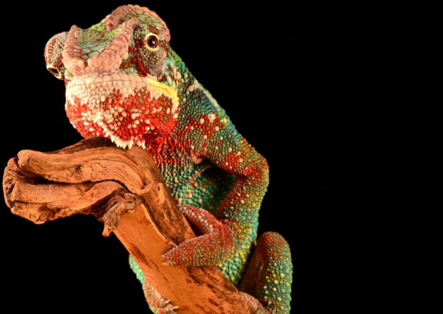  Caméléon coloré en rouge, vert et jaune sur une branche.