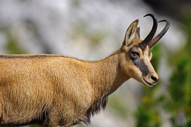 Facts about the Chamois