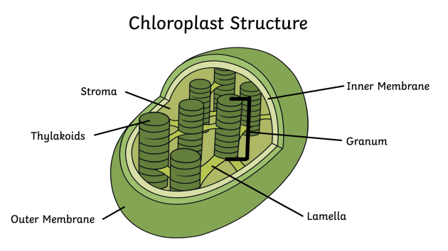 What is Chloroplast? | Definition, Structure, and Function