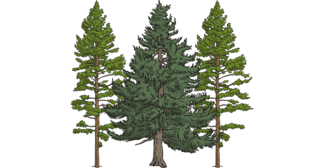 triassic conifers