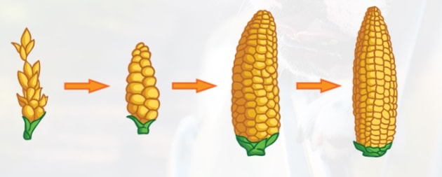 selective breeding diagram