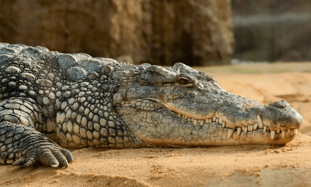 Crocodile | Is a Crocodile a Reptile? | Animal Facts