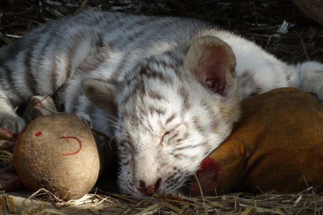 Sticker baby white tiger