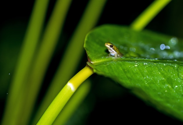 A Small Frog on a Leaf