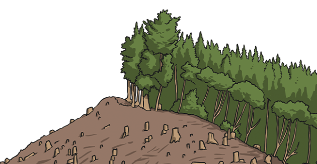 What is deforestation? - Twinkl