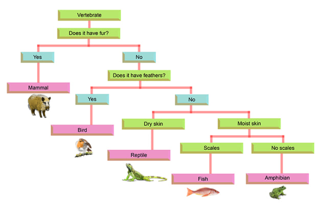 classification key homework