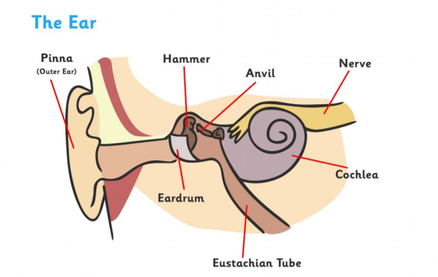 Cochlear Implant là một giải pháp tuyệt vời cho những người mắc chứng điếc và giúp họ trải nghiệm được âm thanh và giọng nói không như bao giờ hết. Hãy cùng xem qua hình ảnh để hiểu thêm về công nghệ này và những lợi ích nó mang lại.