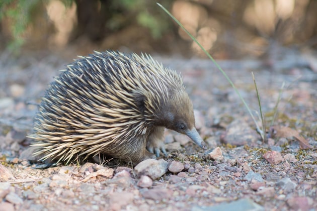 Limited Okklusion sidde Australian Echidna Facts | Information + Resources | Twinkl