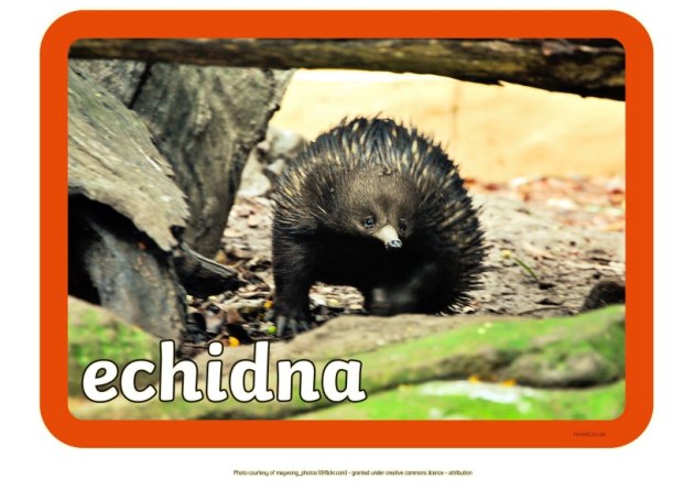 What are Australian animals | Australian Animal Facts | Twinkl Teaching Wiki