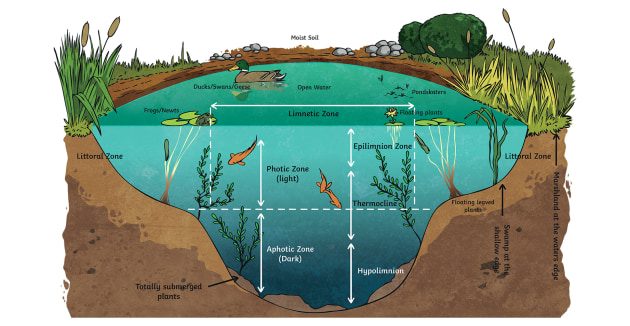 The picture below shows a pond ecosystem