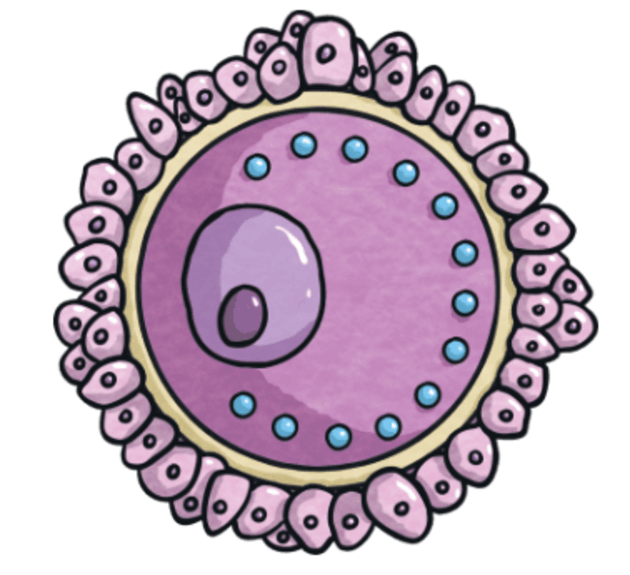 What is an egg cell? | Twinkl Teaching Wiki - Twinkl