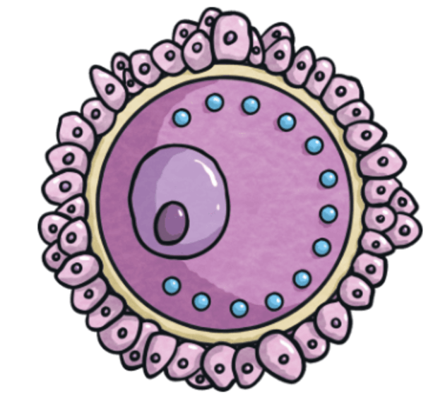 egg cell diagram